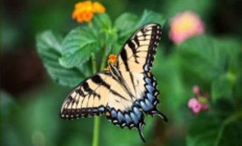 Butterfly Butterfly