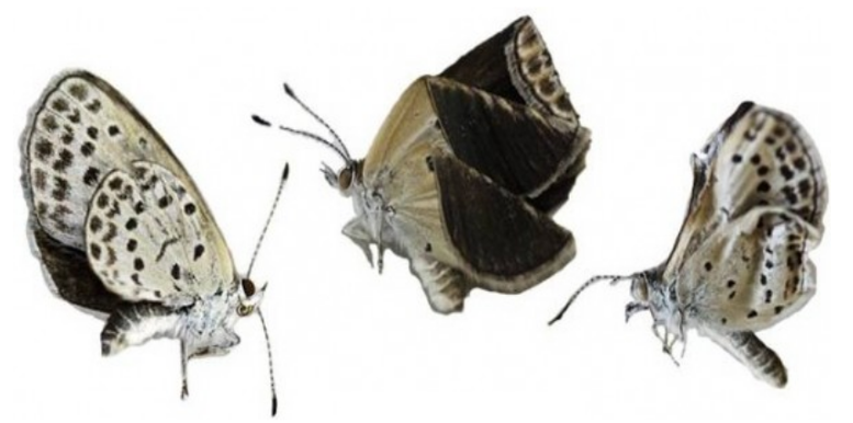 Butterfly genetic mutations producing crumpled wings from Fukushima meltdowns.