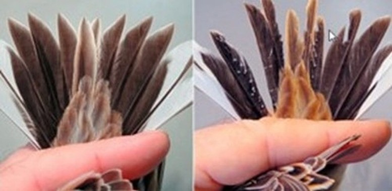 Tail feather study.. 