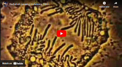 Radiation causing mutations, 1960: This film was made only seven years after scientists James Watson and Francis Crick discovered the molecular structure of DNA.This clip is from the 1960 educational film, Thread of Life, a film about genetics and heredity in humanity. Radiation causing mutations, 1960: This film was made only seven years after scientists James Watson and Francis Crick discovered the molecular structure of DNA.This clip is from the 1960 educational film, Thread of Life, a film about genetics and heredity in humanity.