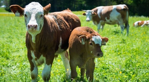 Since  milk is radioactive, that means pastures & crops & veggies & infant's teeth are ,,,and you, too ... radiation secrets of airborne, land borne & seaborne fallout on supermarket milk, meat, fish, grain, crops, orchards & vegetables