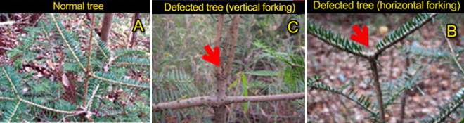 Nuclear fallout & chemtrail fallout on trees Nuclear fallout & chemtrail fallout on trees