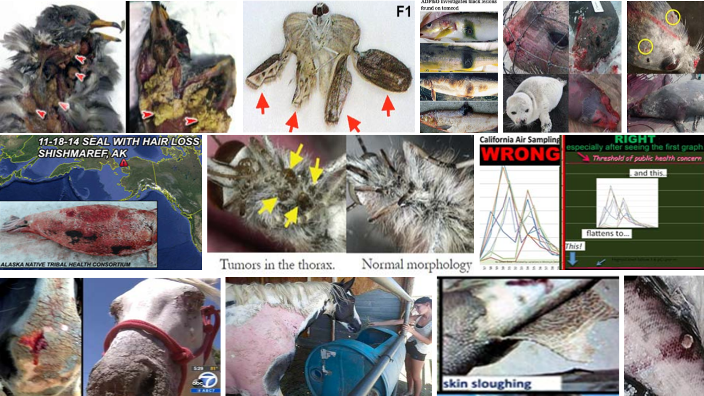 Little animals suffer, too Little animals suffer, too