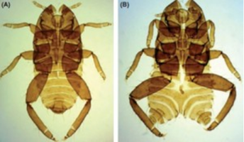 Insect abnormalities