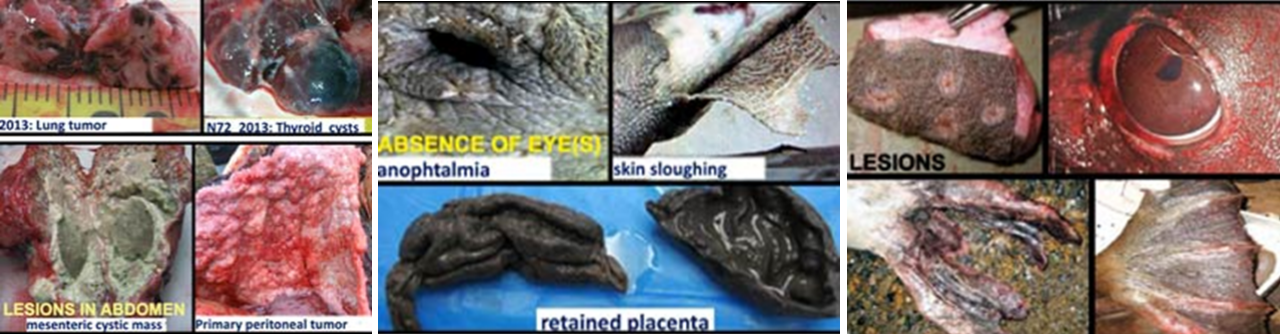 Diseases in sea mammals from nuclear fallout and waste Diseases in sea mammals from nuclear fallout and waste