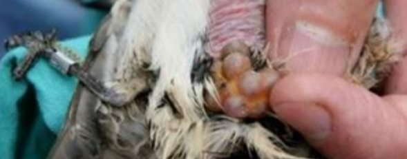 Fukushima fallout: Tumors in mouths of birds Fukushima fallout: Tumors in mouths of birds