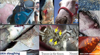 Animals likely hurt by Fukushima airborne, land-borne & seaborne fallout & nuclear waste.