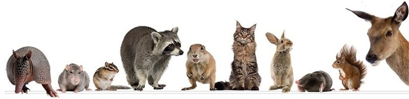 Our animal friends, companions, and fellow travelers