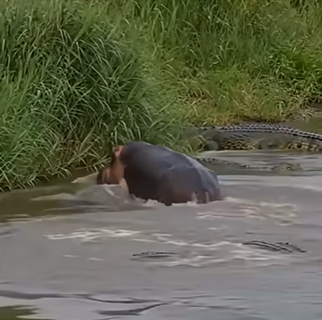 What do mammals not have in common?