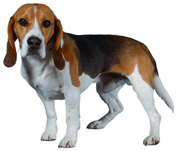 Cutie-Pie Beagle dogs