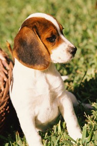 Cutie Pie Beagle dog